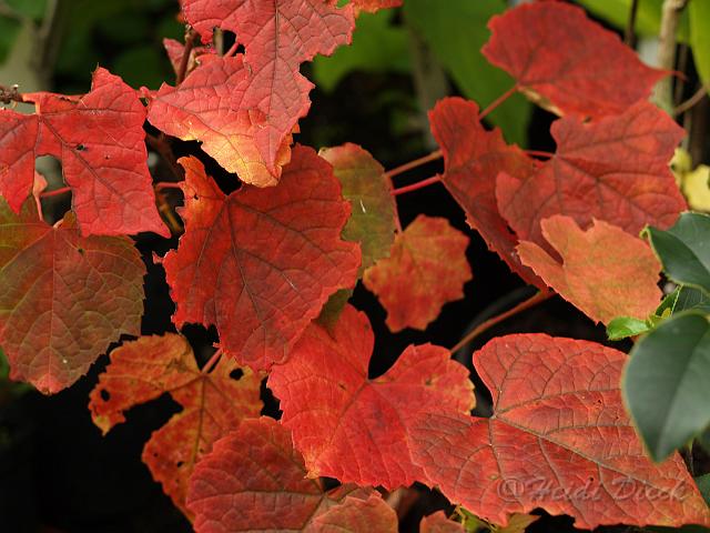 Vitis amurense.jpg
